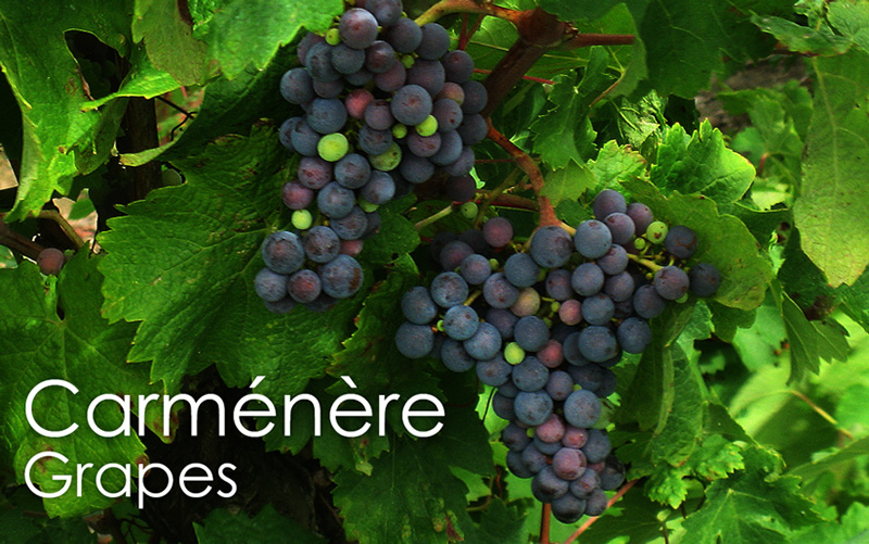 Carmenere Grapes