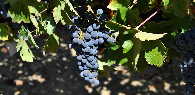 Merlot Grapes Napa Valley