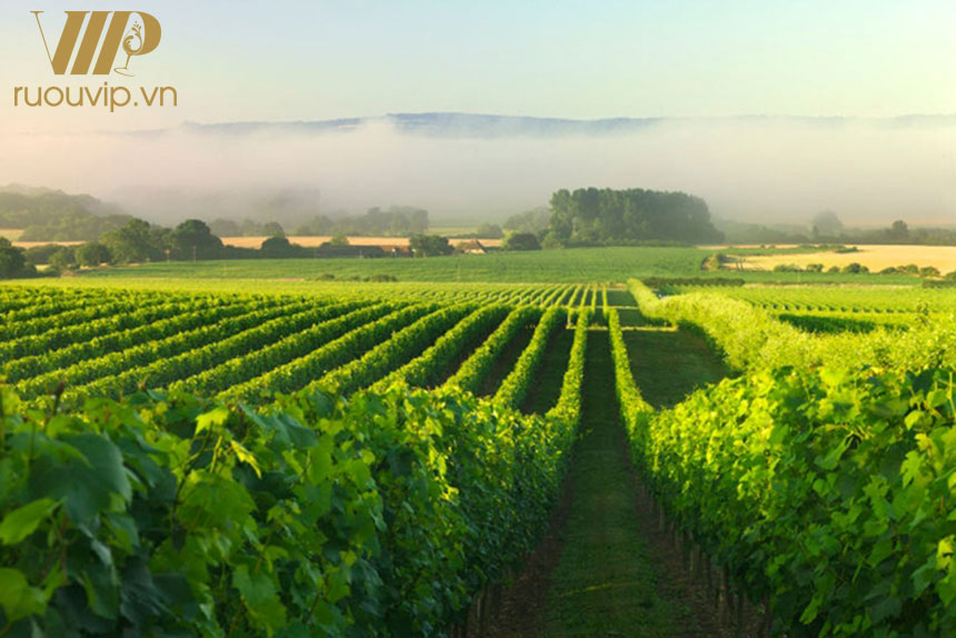 Yếu Tố Quyết định Bordeaux Là Thủ Phủ Rượu Vang Thế Giới